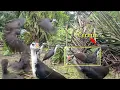 Download Lagu GILA!!! Gak nyangka disini banyak banget Ruak-ruaknya | Bird trap| @PancingPancangchannel