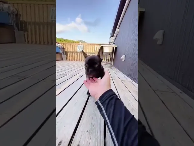 動画