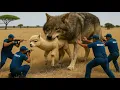 Download Lagu Heroic Rescue Team Saves Poor Alpaca Herd from the Ferocious Wolves!