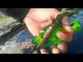 Download Lagu Serunya mikat burung serindit di pinggiran lahan perkebunan kelapa sawit.