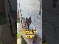 The new cats of Springfield Ohio