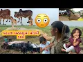 Download Lagu 🌧️ Varasad ma Mandavi Palali 😭 | વરસાદ માં માંડવી પલળી 😭 | Village Life Vlogs
