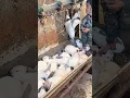 The process of working with rabbits