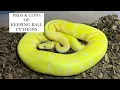 Pros Cons of Keeping Ball Pythons