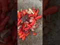 Download Lagu Sambal trasi bawang
