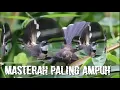 Download Lagu SUARA JERNIH SIKATAN KIPAS COCOK UNTUK PANCINGAN AGAR CEPAT GACOR | SANGAT AMPUH UNTUK PIKAT BURUNG
