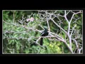 Download Lagu Burung paling berisik di Thailand!?