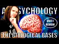 AP Psychology Unit 1 Biological Bases of Behavior Updated for 2024 Course Changes