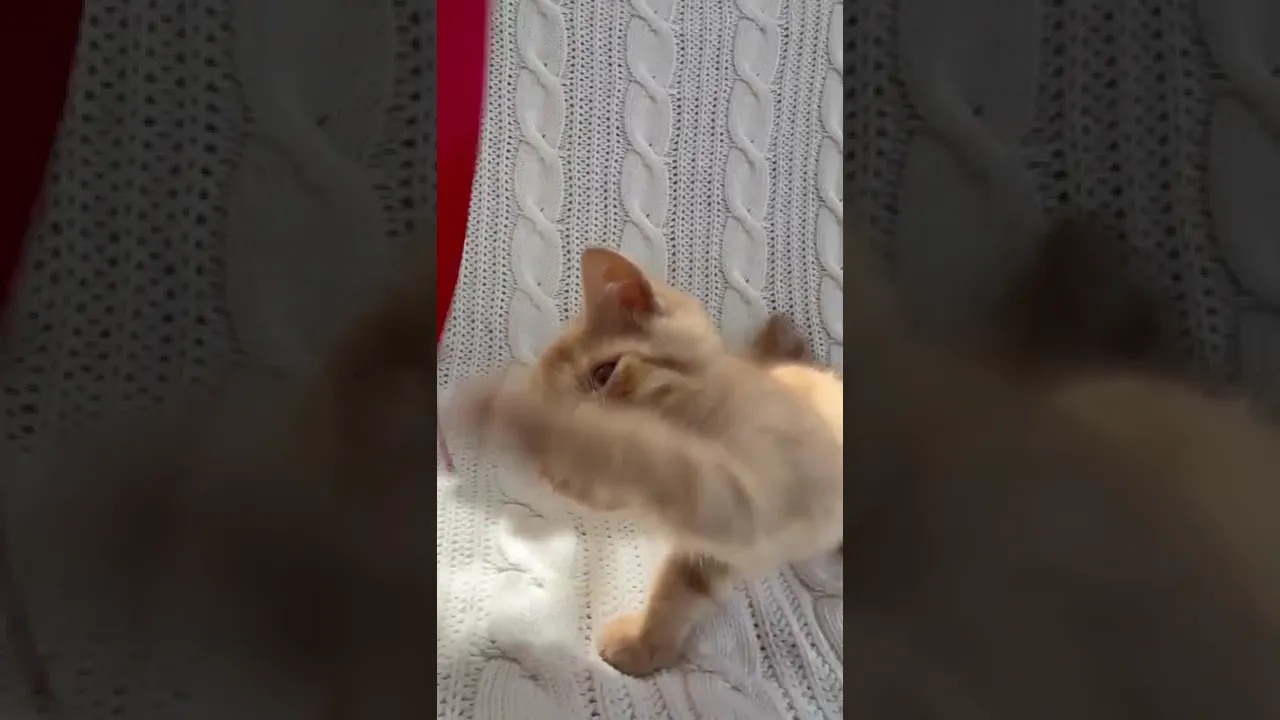 動画