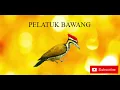 Lagu MASTERAN PELATUK BAWANG || JEDA 1 - 2 MENIT!!!