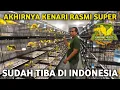 Lagu KENARI PALING VIRAL‼️Sudah lama ditunggu-tunggu kenari Rasmi top quality akhirnya tiba