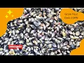 Will HOPI Blue CORN Grow in a DROUGHT