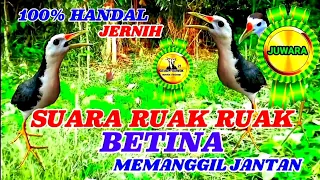 suara ruak ruak betina memanggil jantan jernih birdtrap