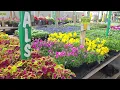 Menards shopping excursion Outdoor plants now that the weather is nice Lisatthatsme
