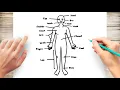 How to Draw Human Body Diagram
