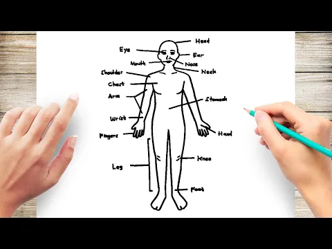 Download MP3 How to Draw Human Body Diagram