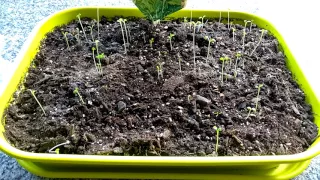 Download Organic Grow Update 1 Kitchen Garden Experiment ELHO MP3