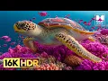 Download Lagu IMPERASSIVE HDR Video - 16K HDR Dolby Vision 240fps #4kvideo #hdr