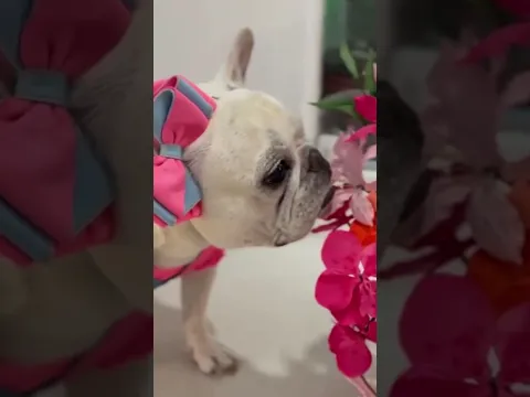 Mereço Parabéns ? #pets #bulldog #dogs #dancinhas #parabéns