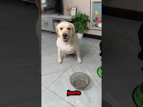 Kalu Ganha a Porção Inteira, Mas Lalu Recebe Só Uma! 😱😂 #shorts