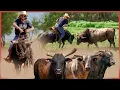 I Gather WILD Bulls On A Bull And I Get Hooked Rodeo Time 438