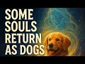 Download Lagu   🐕 The Ones Who Chose to Stay Behind, Some Souls Return as Dogs