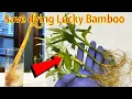 Download Lagu How to save diying lucky bamboo plant easily