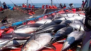 Download Everyone should watch this Fishermen's video - Catch Hundreds Tons of Giant Bluefin Tuna Fish MP3