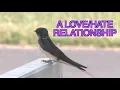 Download Lagu Barn Swallows Nesting: NARRATED