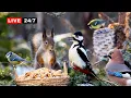 Lagu 🔴24/7 LIVE CAT TV NO ADS😺 Perfect Birds and Squirrels for Cats \u0026 Dogs to Watch 24/7