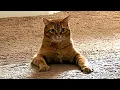 Orange cat behavior