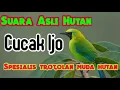 Download Lagu Suara cucak ijo asli hutan jerih dan jelas, untuk cucak ijo trotol muda hutan