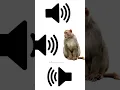 Lagu Monkey sound effects #short//