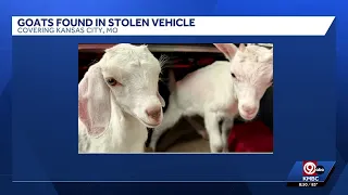 Those are real goats Kansas City police make unusual discovery during arrest