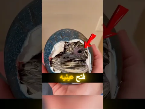 رجل يفقس بيضة غامضة… وما خرج منها أذهله! 🐣😱#shorts