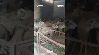 رئيس جماعة ولاد عزوز يرفض الامتثال لقرار السلطات بهدم مستودعاته ويمنعهم من تنفيذ القرار 