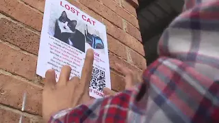 Pet owner separated from cat after Lyft driver drives off