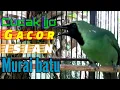 Lagu Cucak ijo gacor isian murai batu|| Ampuh untuk masteran dan pancingan