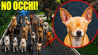 SE VEDI DEI CANI SENZA OCCHI… SCAPPA! 😱