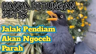 Download Masteran Jalak Kebo Terfavorit ‼️Paling Ampuh !! Hanya Hitungan Detik Jalak Lain Pasti Nyaut MP3