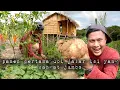 Download Lagu Panen pertama ubi rambat ternyata isinya super besar hidup di hutan warta petani muda