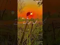 Download Lagu \
