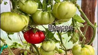 Какие сорта томатов урожайные. Обзор теплицы июль 2026.