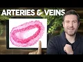 Blood Vessel Histology Explained for Beginners Corporis