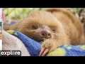 LIVE Baby Sloth Cam Rescued Sloths in Costa Rica - Sloth TV explore org