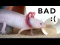 Why axolotls make TERRIBLE pets pls watch this before getting an axolotl