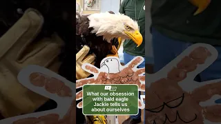 What our obsession with bald eagle Jackie tells us about ourselves Imperfect Paradise