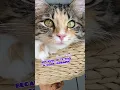 Download Lagu Morning #mikathefluffy #cat #cutecat #catvideos