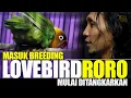 Lagu LEGENDARIS LOVEBIRD #1 : Lovebird RORO masuk kandang breeding untuk ditangkarkan