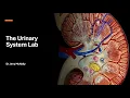 Urinary System Lab